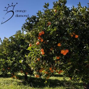 Le origini dell'albero di arancia | Arancia rossa di sicilia Tarocco Gallo, TDV, Scirè, Rosso, Ippolito