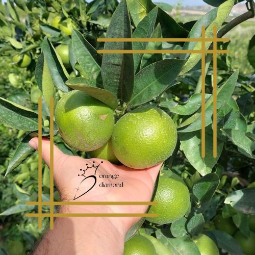 PERIODO DI MATURAZIONE ARANCIA TAROCCO